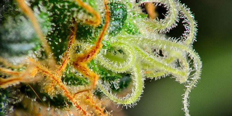 Non-glandular trichomes