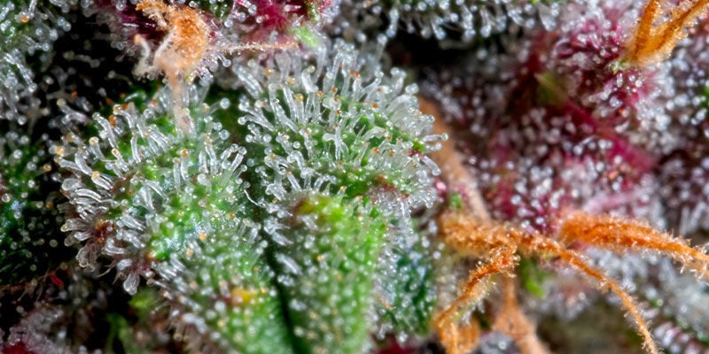 Types of trichomes