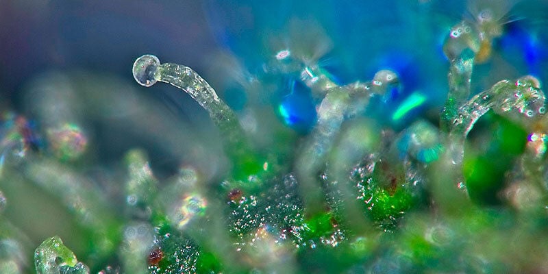  What are trichomes?