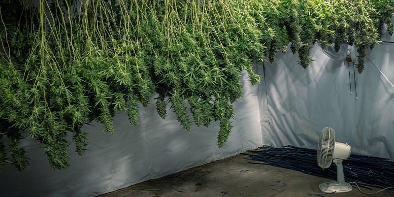 How to prepare a drying area for cannabis