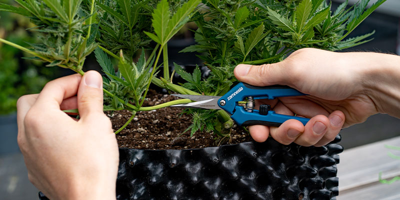 Progressive harvest