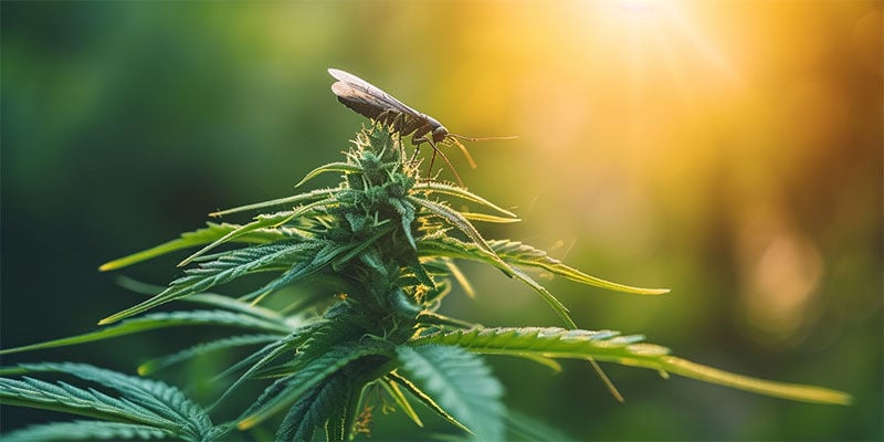A natural approach to cannabis pest control