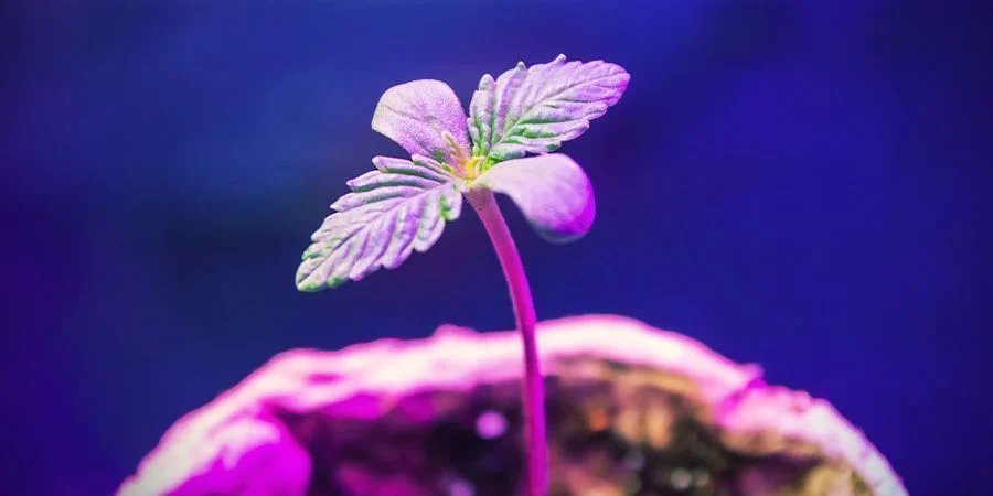 CANNABIS SEEDLINGS AND LIGHT