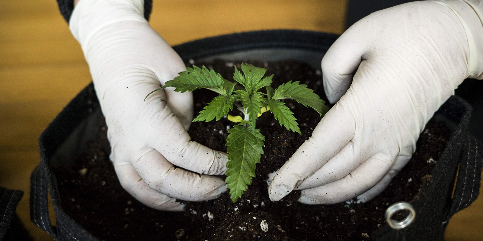 How long does the cannabis seedling stage last?