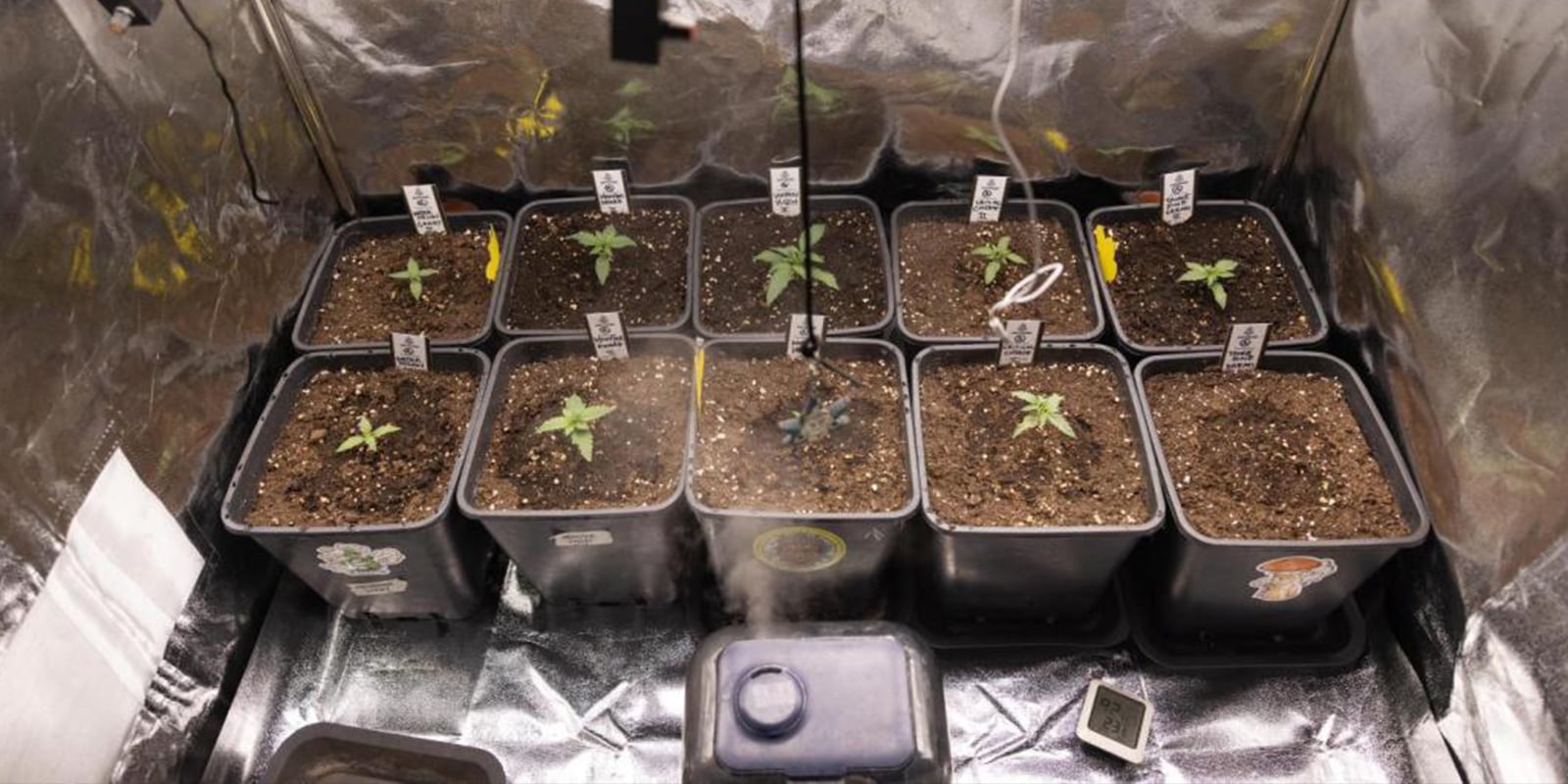 Humidity and temperature for cannabis seedlings
