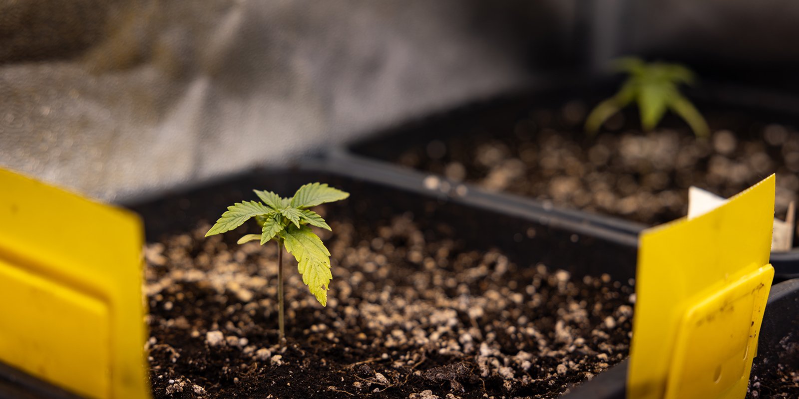 Potential problems during the seedling stage