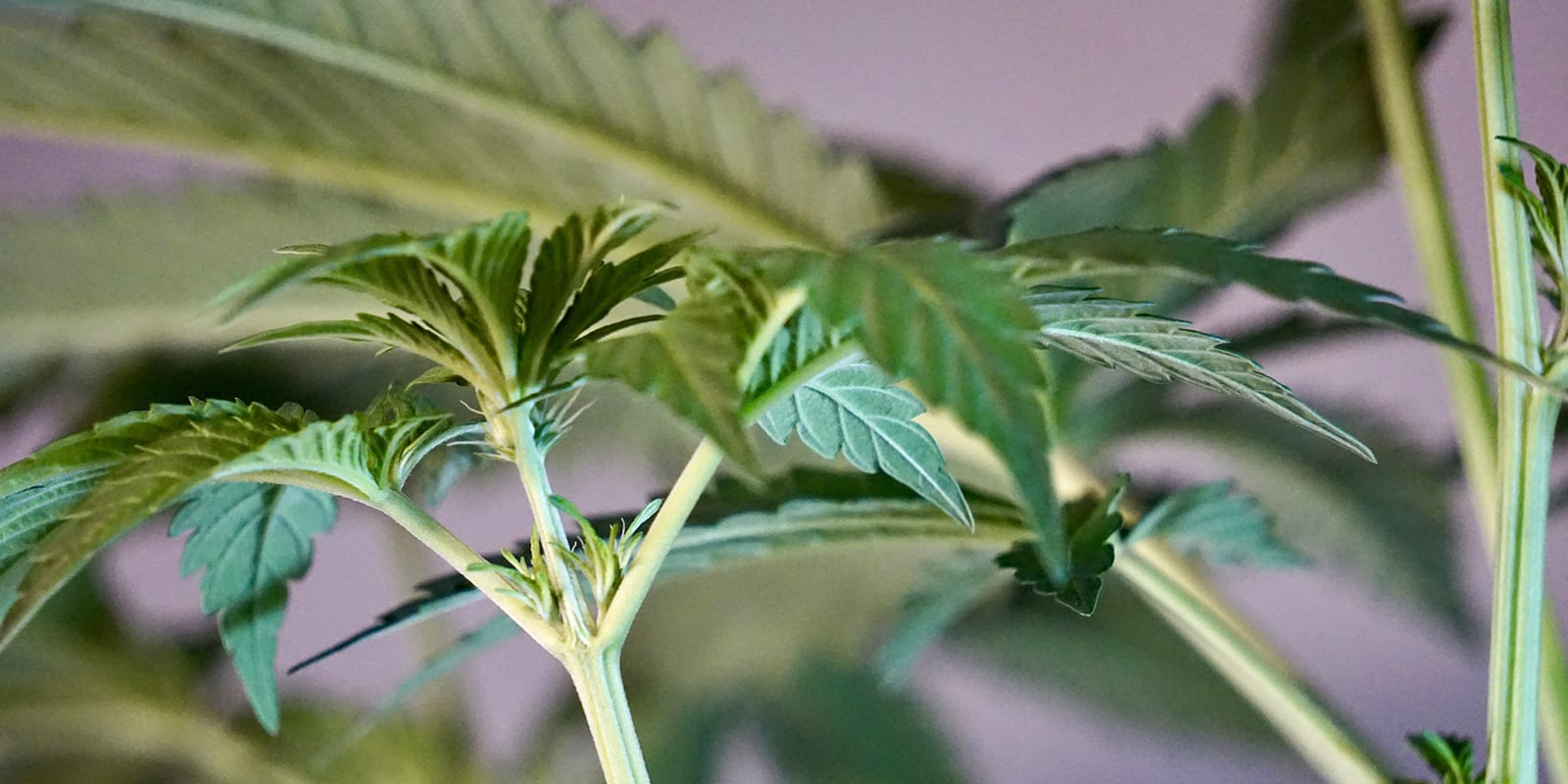 What comes after the seedling stage?