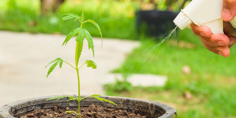 requirements for healthy seedlings: Correct watering regime