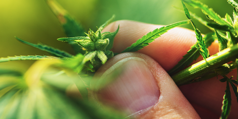 Sexing Cannabis Plants During The Vegetative Phase