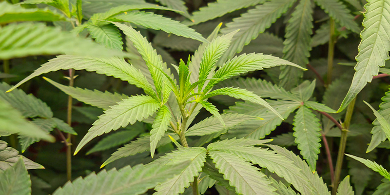 The Vegetative Stage: Give Your Plant All It Needs To Grow