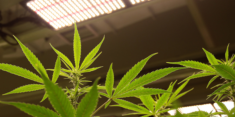 Vegetative Stage: Duration And Light Cycle