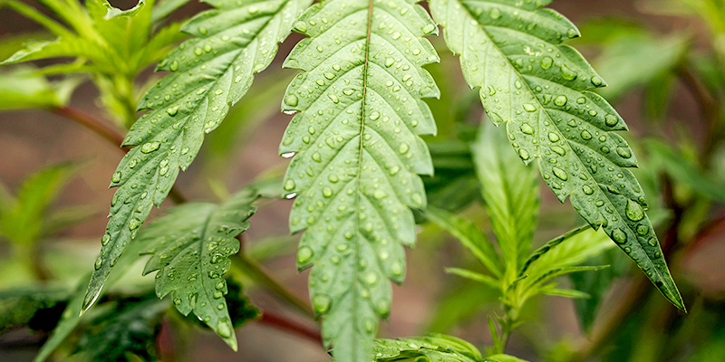 Watering Cannabis During The Vegetative Phase