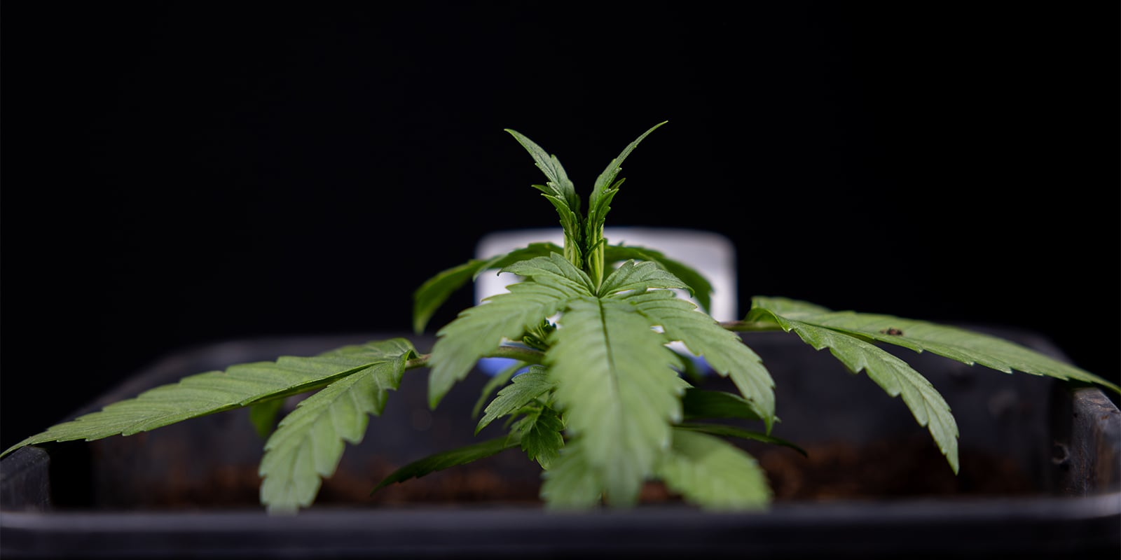 Common vegetative stage problems and fixes Common vegetative stage problems and fixes