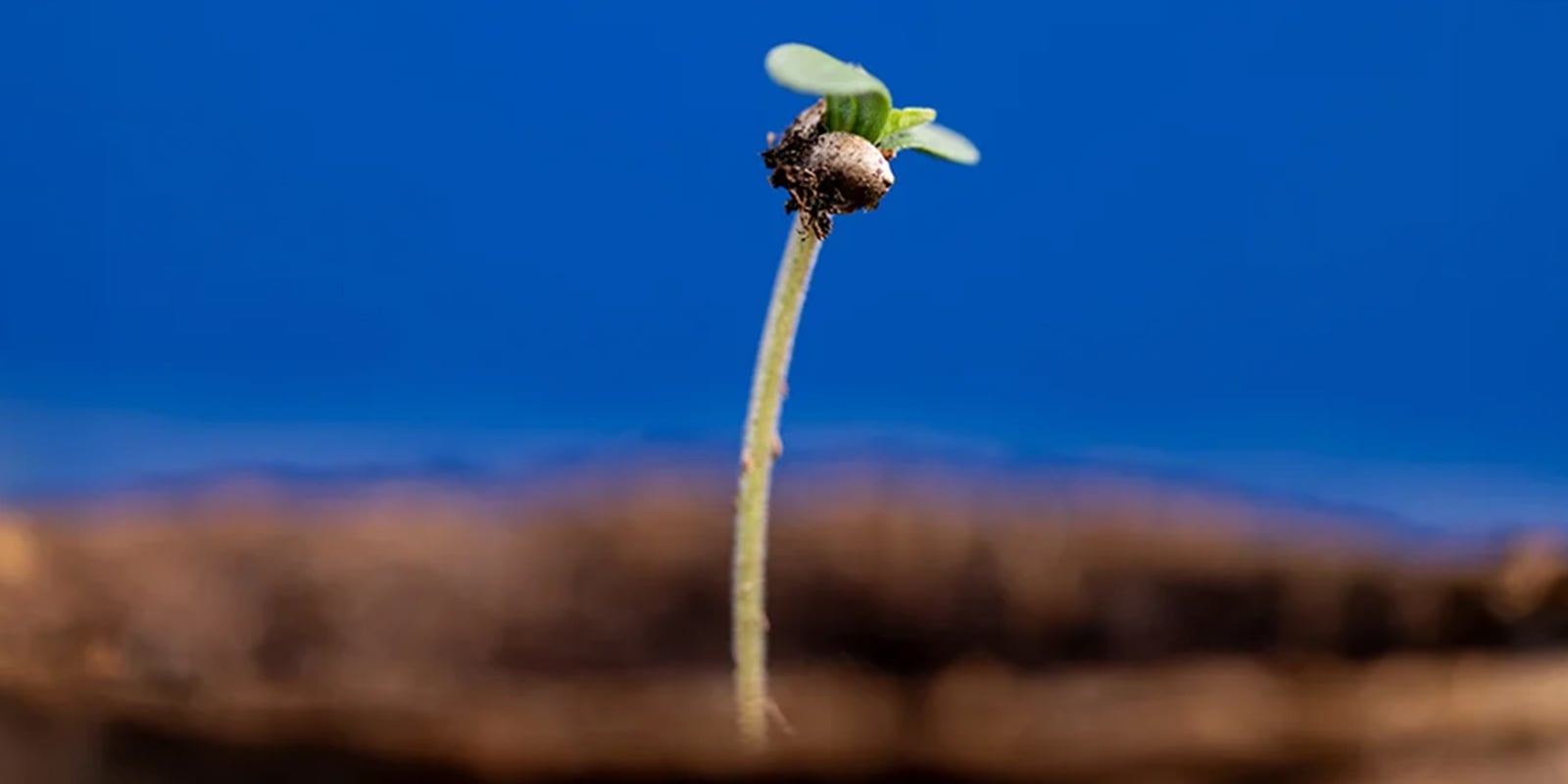 The vegetative stage: Step-by-step method The vegetative stage: Step-by-step method