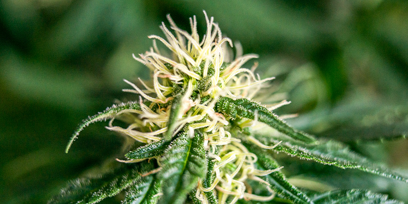 Late Flowering And Maturation