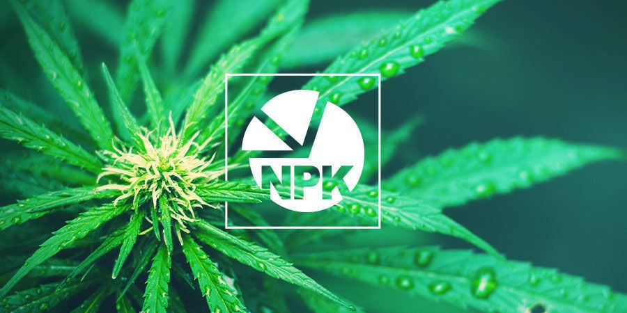 NPK: What Is The Best Ratio For Growing Cannabis