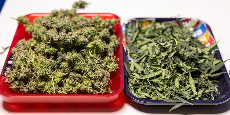 Can you use cannabis fan leaves and trim? Can you use cannabis fan leaves and trim?