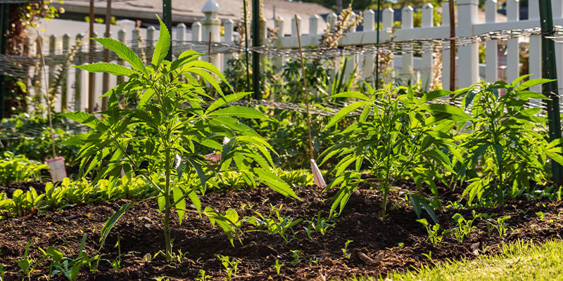 Why is it important to camouflage your outdoor cannabis garden?