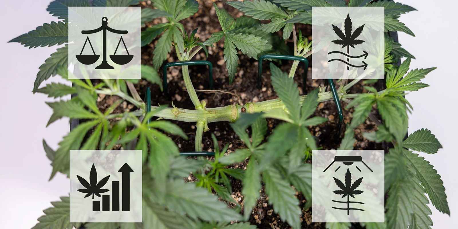 Benefits of mainlining cannabis Benefits of mainlining cannabis