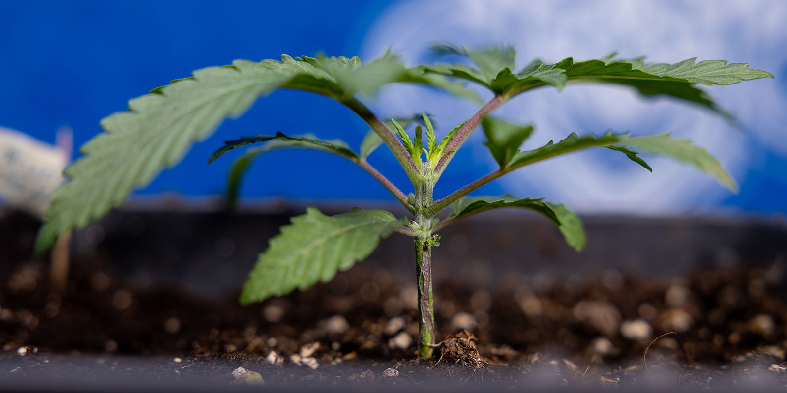 Step 1: Grow the plant to 5–6 nodes Step 1: Grow the plant to 5–6 nodes