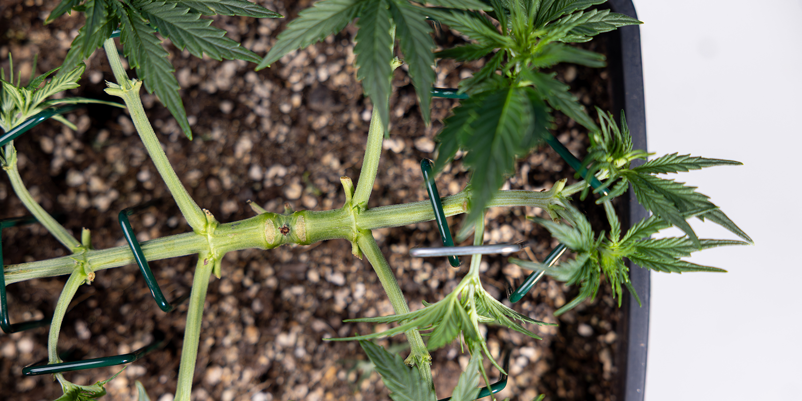 What is mainlining (aka manifolding)?