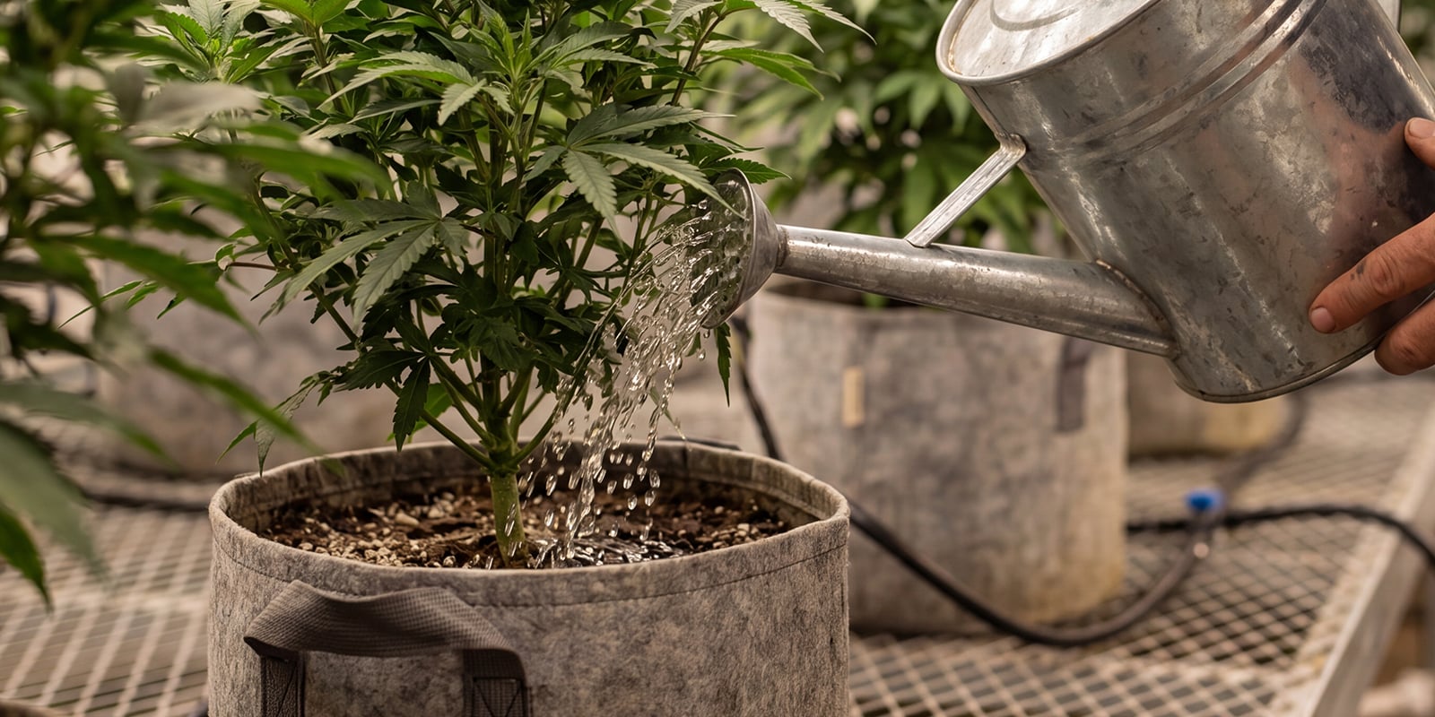 Common mistakes when flushing cannabis