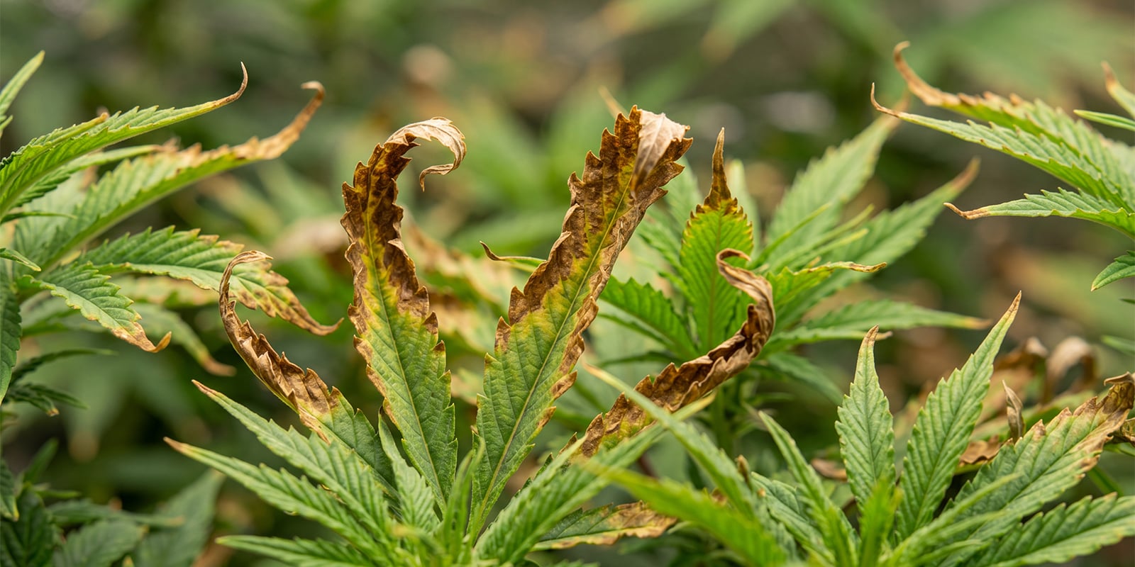 Flushing cannabis for overfertilisation