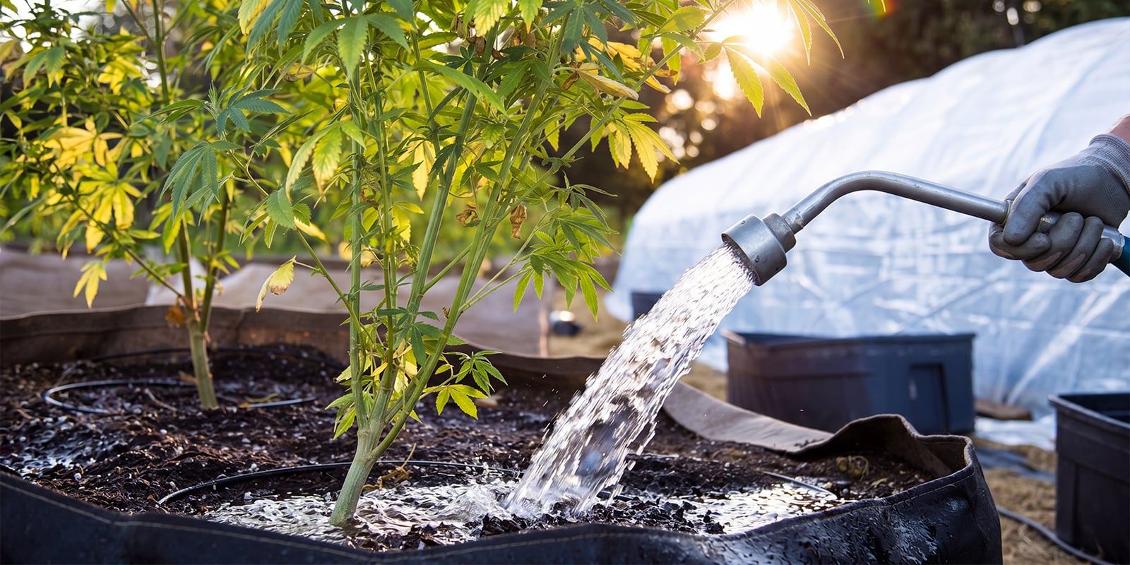 What is flushing cannabis?