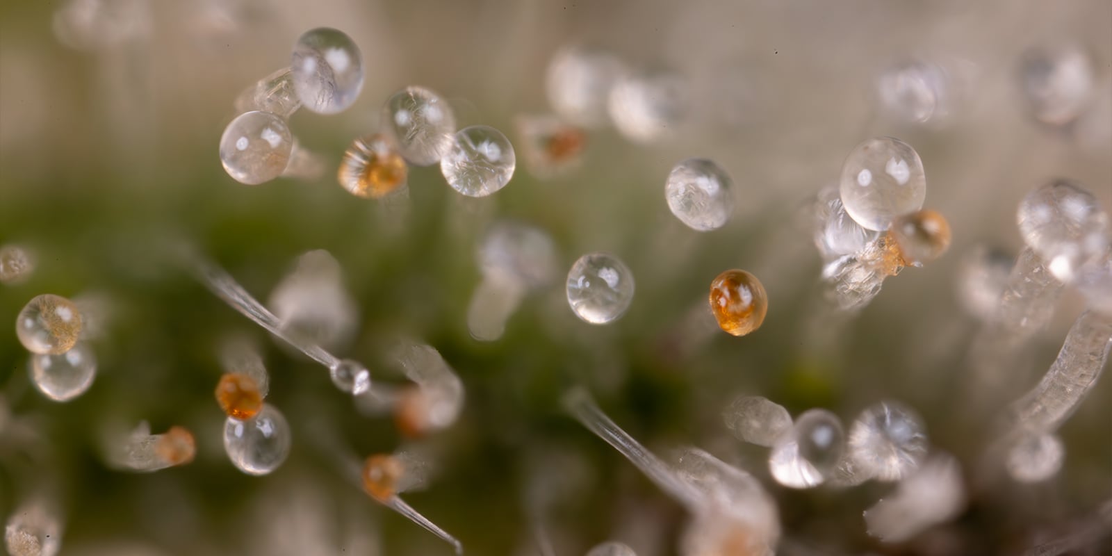 When to flush cannabis plants