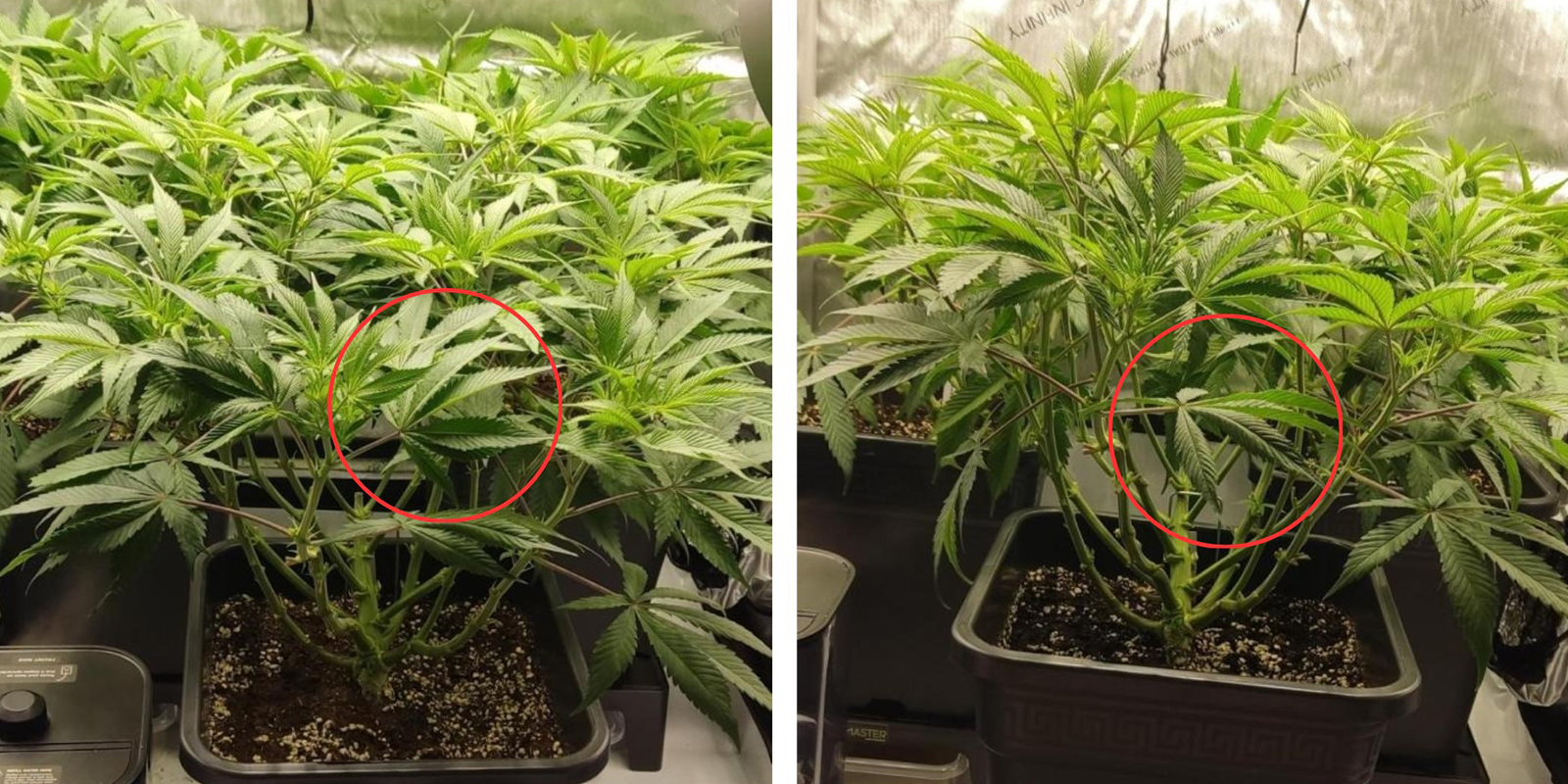 1. Identify which leaves to remove