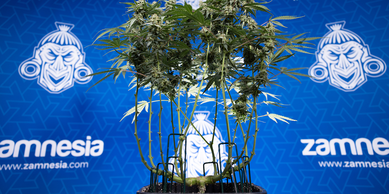 Defoliating autoflowers: special considerations