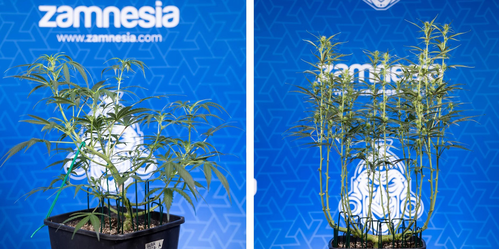 When should you defoliate?