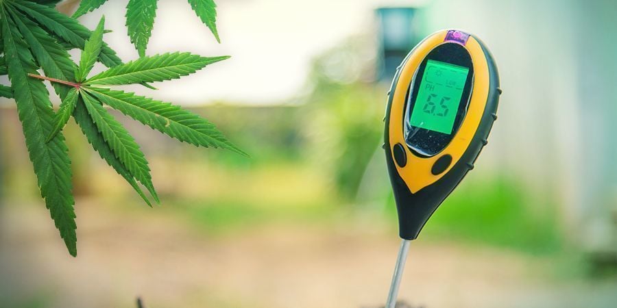 Growing Cannabis In Rockwool: VEGETATION