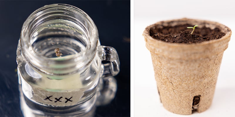 Week 1: Germination