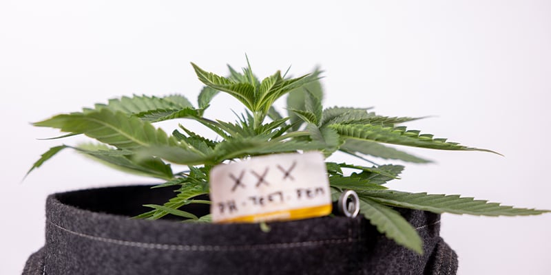 Weeks 3&ndash;4: Vegetative growth