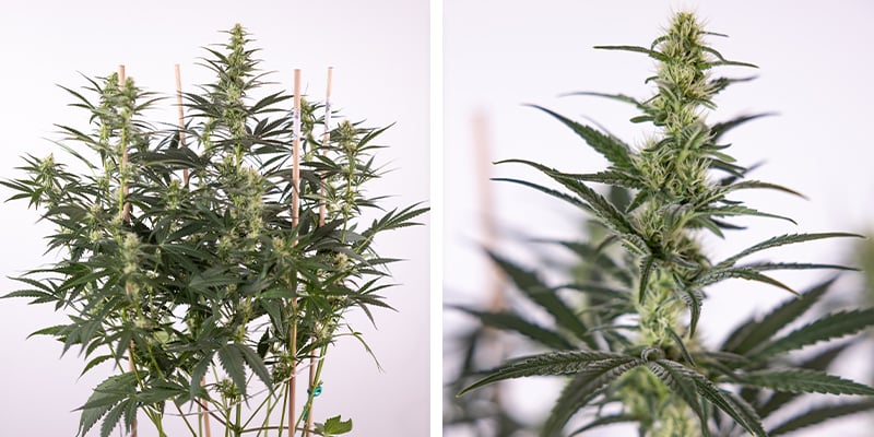 Weeks 7&ndash;9: Flowering stage