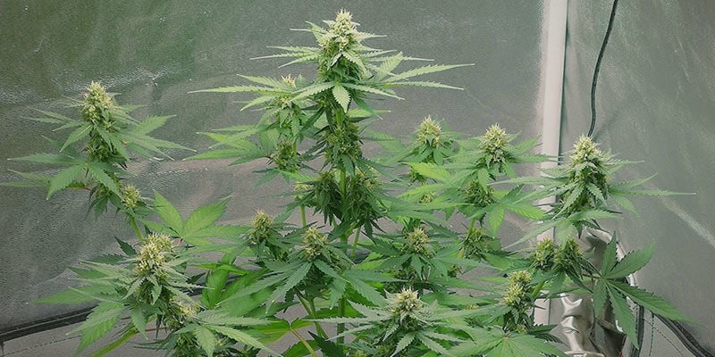 Flowering stage