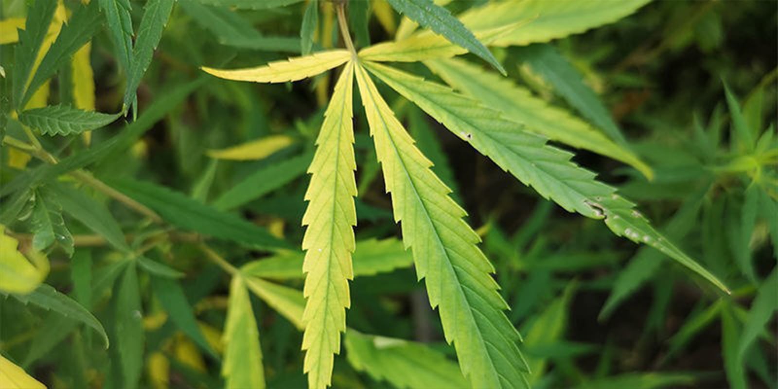 Common autoflower nutrient problems and how to avoid them Common autoflower nutrient problems and how to avoid them