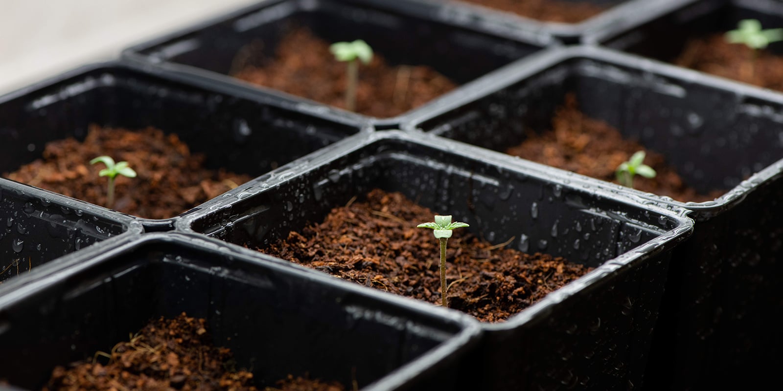 Growing autoflowers without nutrients: Is it possible? Growing autoflowers without nutrients: Is it possible?