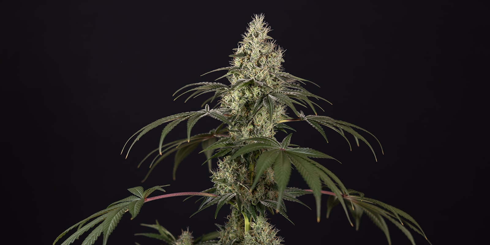 Do autoflowers need nutrients? Do autoflowers need nutrients?