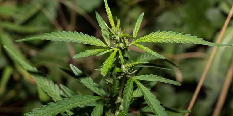Growth characteristics of ruderalis
