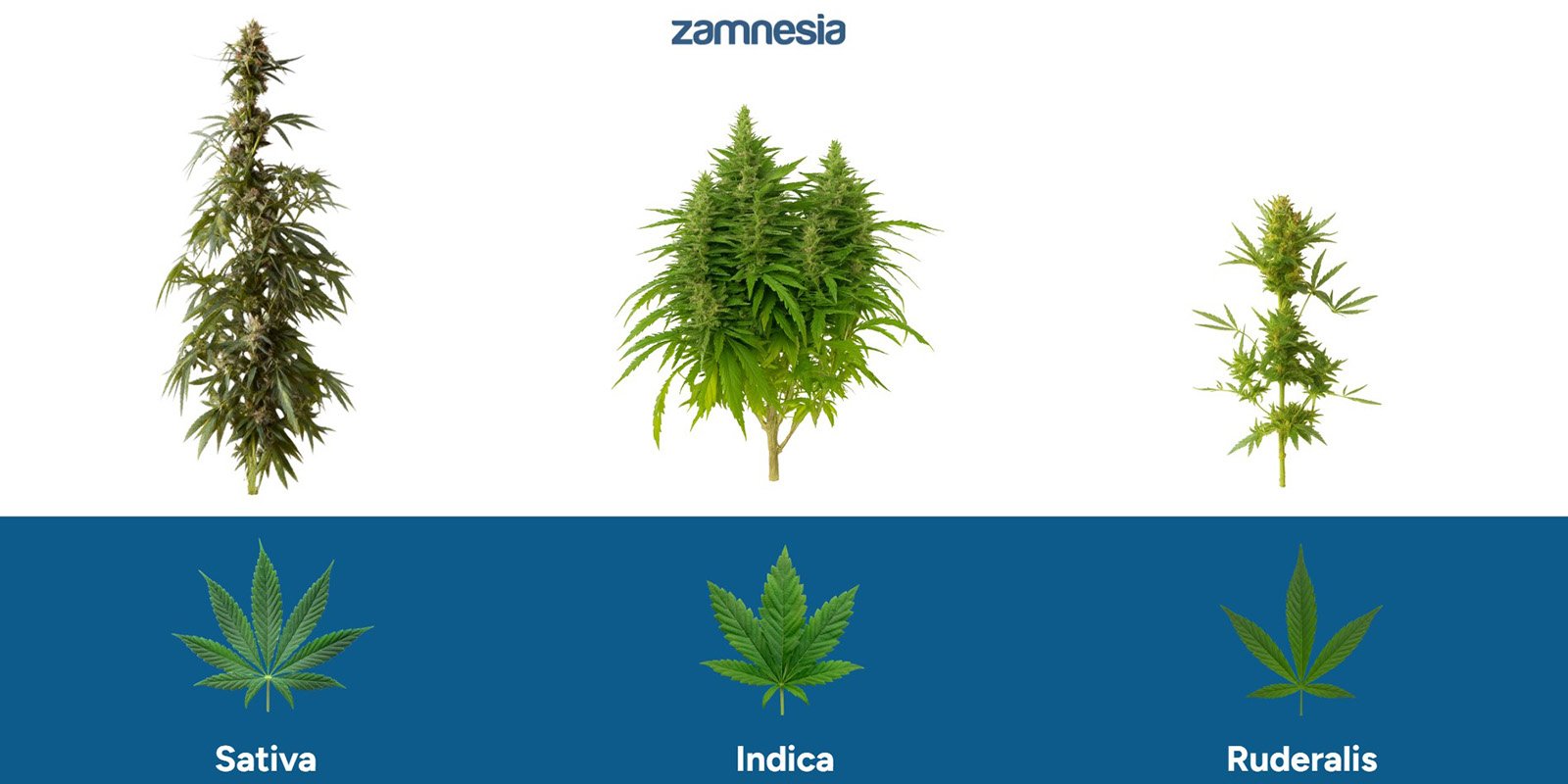 How ruderalis differs from other cannabis types