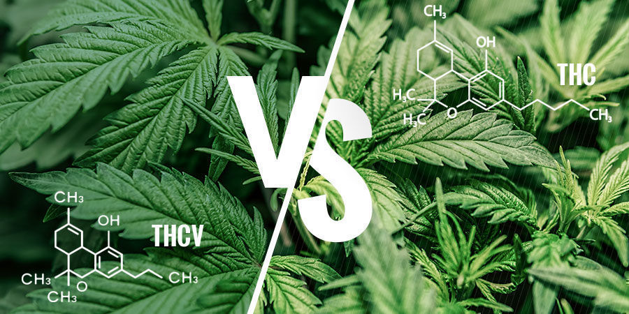 THCV vs THC