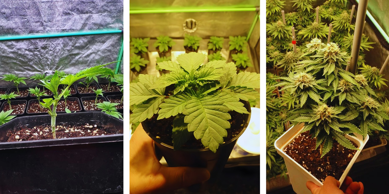Choosing the right SOG style: Cuttings vs seeds vs autoflowers Choosing the right SOG style: Cuttings vs seeds vs autoflowers