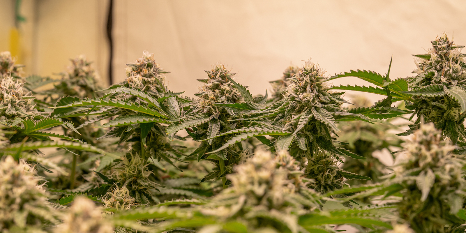 How to maximise yields in a SOG setup How to maximise yields in a SOG setup