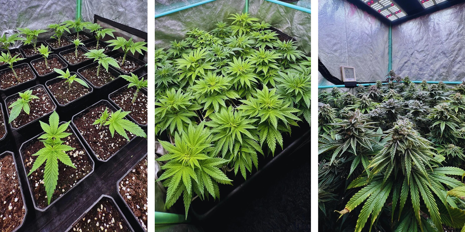 SOG timeline: From veg to harvest SOG timeline: From veg to harvest