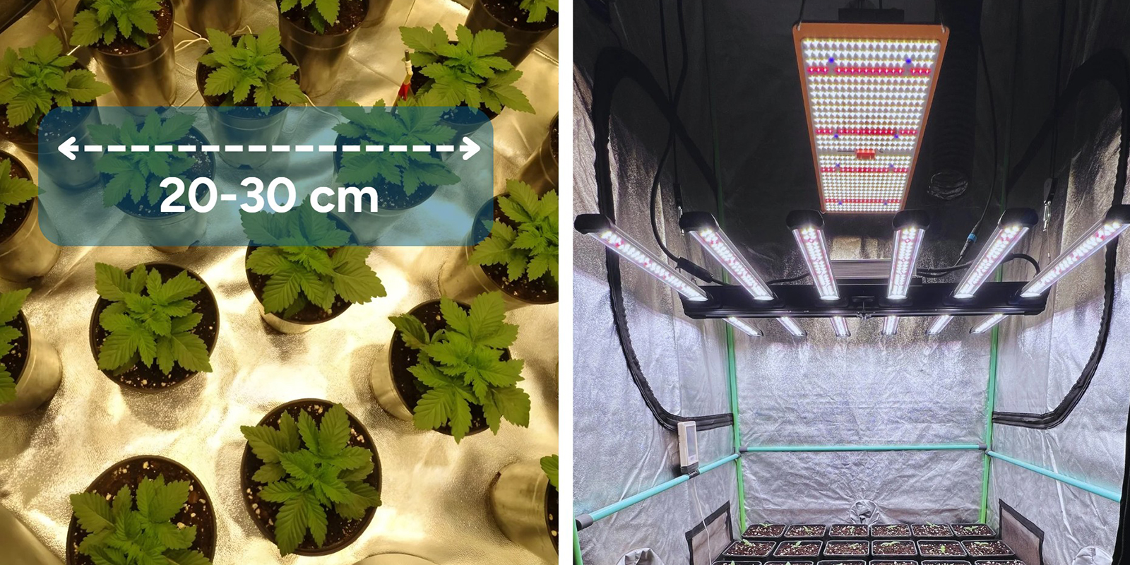 Setting up a sea of green grow Setting up a sea of green grow