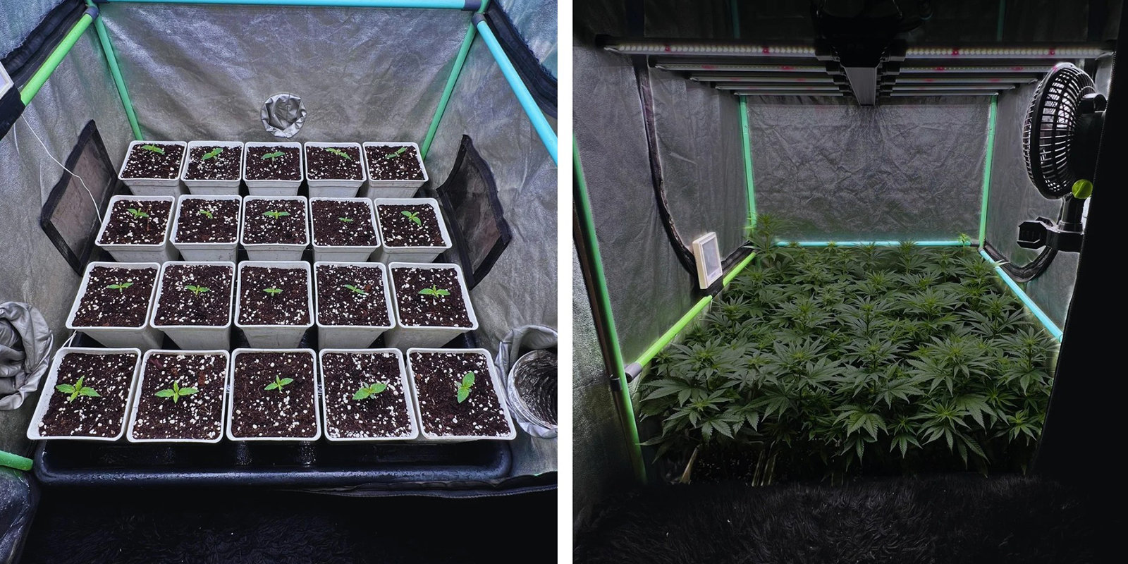 Setting up a sea of green grow Setting up a sea of green grow