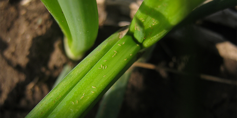 How to spot thrips on cannabis plants