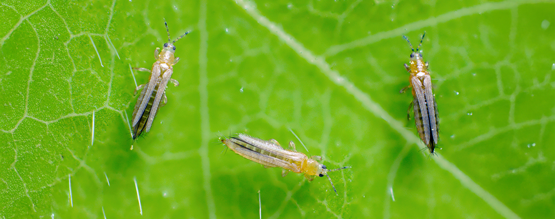 Thrips on cannabis